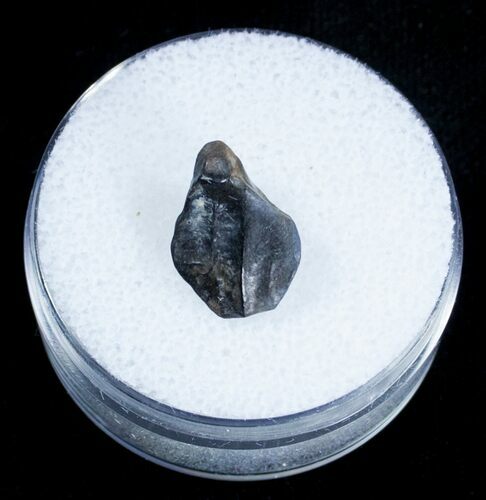 Armored Ankylosaur Tooth - Two Medicine Formation #3878